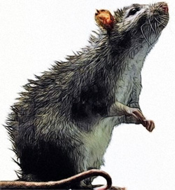 Недзуми - крыса-оборотень